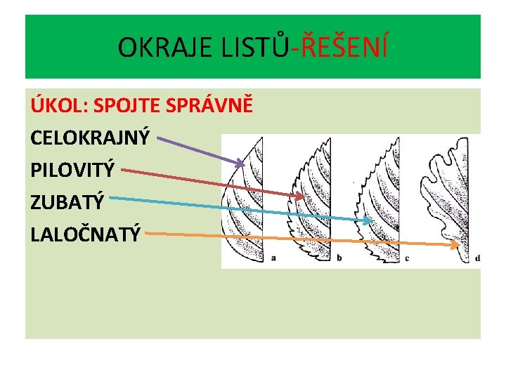 OKRAJE LISTŮ-ŘEŠENÍ ÚKOL: SPOJTE SPRÁVNĚ CELOKRAJNÝ PILOVITÝ ZUBATÝ LALOČNATÝ 