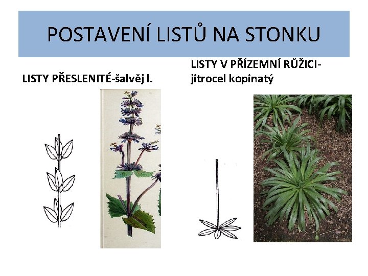 POSTAVENÍ LISTŮ NA STONKU LISTY PŘESLENITÉ-šalvěj l. LISTY V PŘÍZEMNÍ RŮŽICIjitrocel kopinatý 