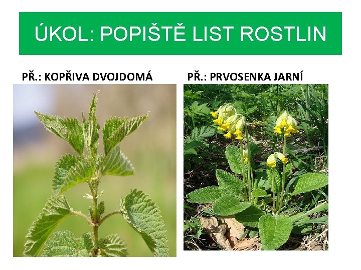 ÚKOL: POPIŠTĚ LIST ROSTLIN PŘ. : KOPŘIVA DVOJDOMÁ PŘ. : PRVOSENKA JARNÍ 