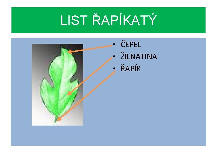 LIST ŘAPÍKATÝ • ČEPEL • ŽILNATINA • ŘAPÍK 