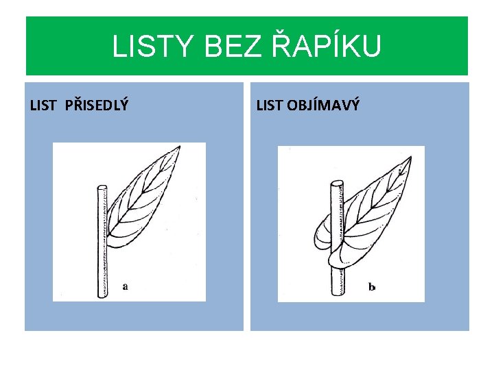 LISTY BEZ ŘAPÍKU LIST PŘISEDLÝ LIST OBJÍMAVÝ 