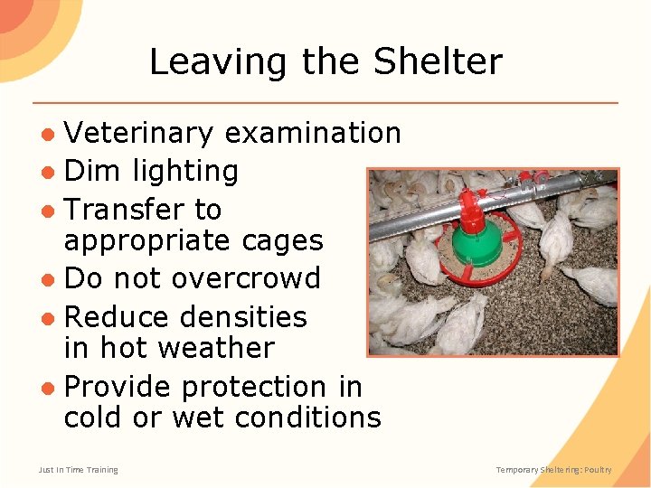 Leaving the Shelter ● Veterinary examination ● Dim lighting ● Transfer to appropriate cages
