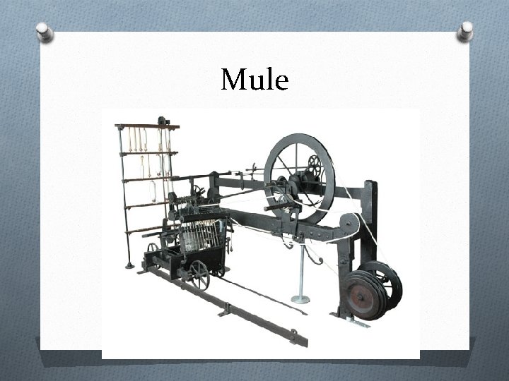 Mule 