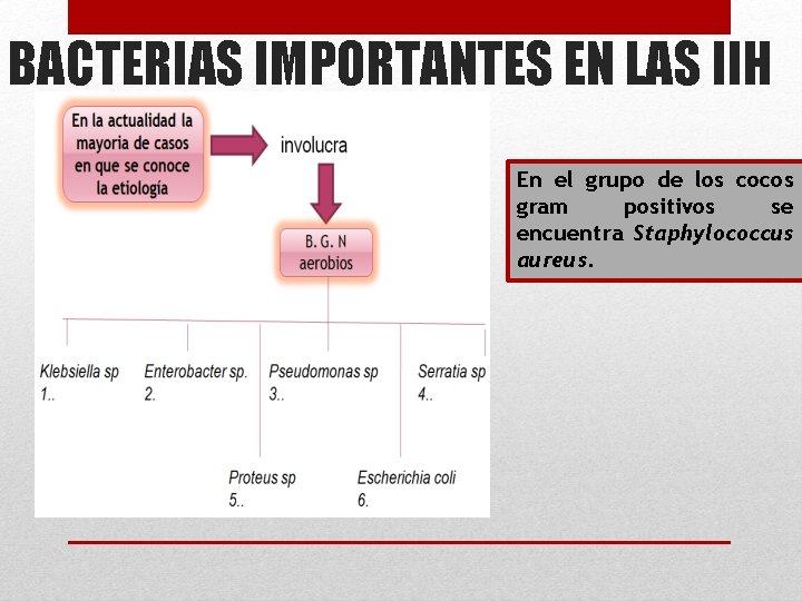 BACTERIAS IMPORTANTES EN LAS IIH En el grupo de los cocos gram positivos se