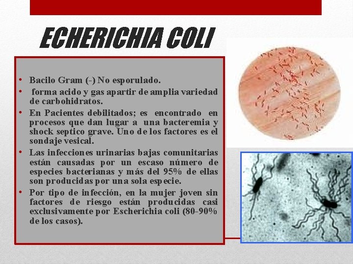 ECHERICHIA COLI • Bacilo Gram (-) No esporulado. • forma acido y gas apartir