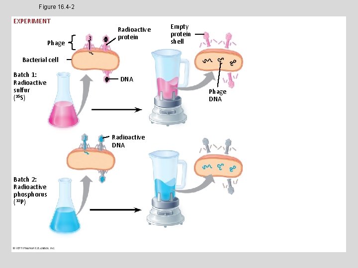 Figure 16. 4 -2 EXPERIMENT Phage Radioactive protein Empty protein shell Bacterial cell Batch