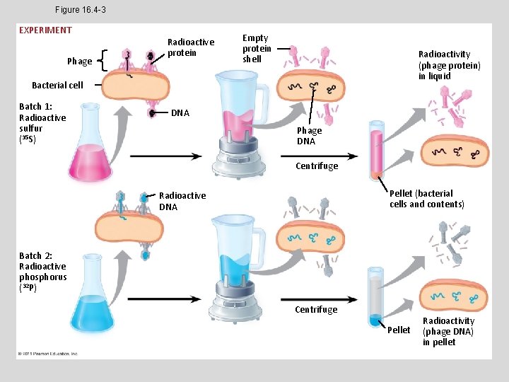 Figure 16. 4 -3 EXPERIMENT Phage Radioactive protein Empty protein shell Radioactivity (phage protein)