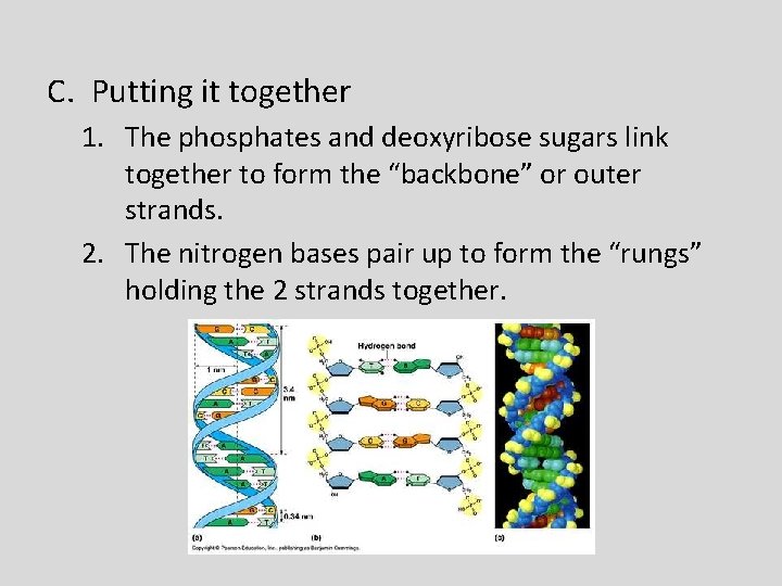 C. Putting it together 1. The phosphates and deoxyribose sugars link together to form
