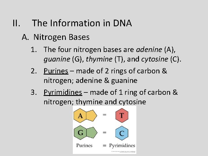 II. The Information in DNA A. Nitrogen Bases 1. The four nitrogen bases are