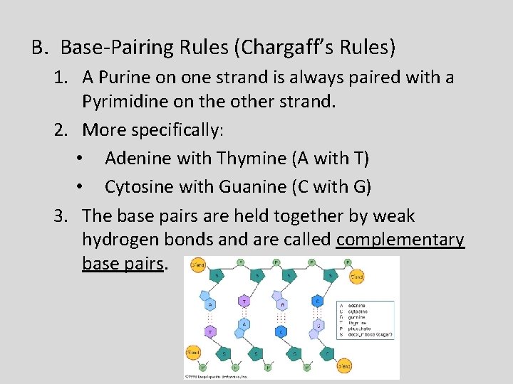 B. Base-Pairing Rules (Chargaff’s Rules) 1. A Purine on one strand is always paired