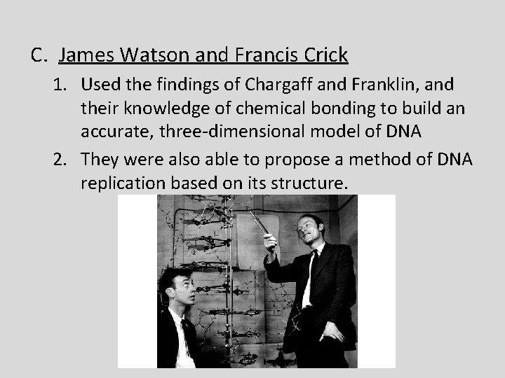 C. James Watson and Francis Crick 1. Used the findings of Chargaff and Franklin,