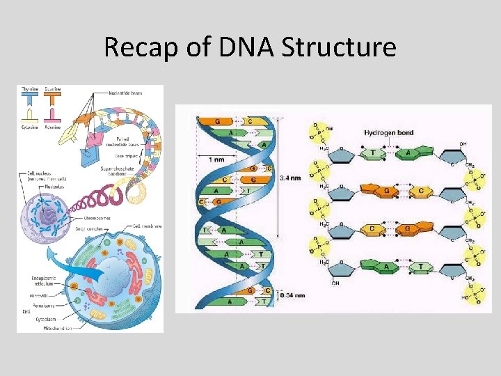 Recap of DNA Structure 