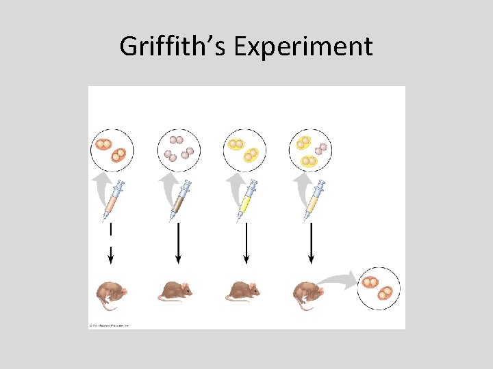 Griffith’s Experiment 