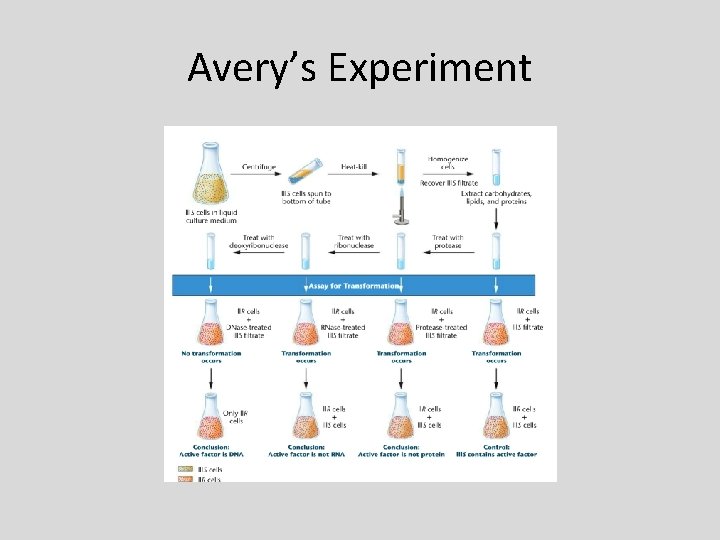 Avery’s Experiment 