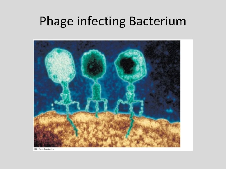 Phage infecting Bacterium 