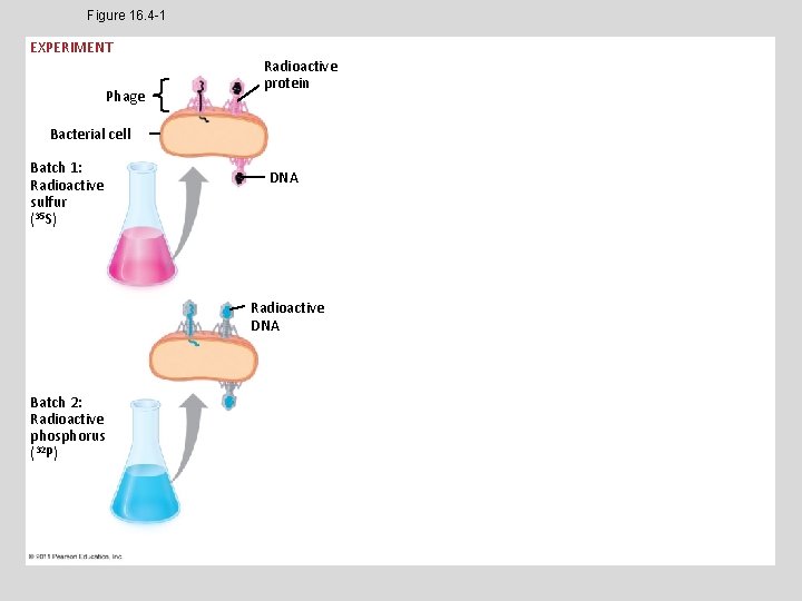 Figure 16. 4 -1 EXPERIMENT Phage Radioactive protein Bacterial cell Batch 1: Radioactive sulfur