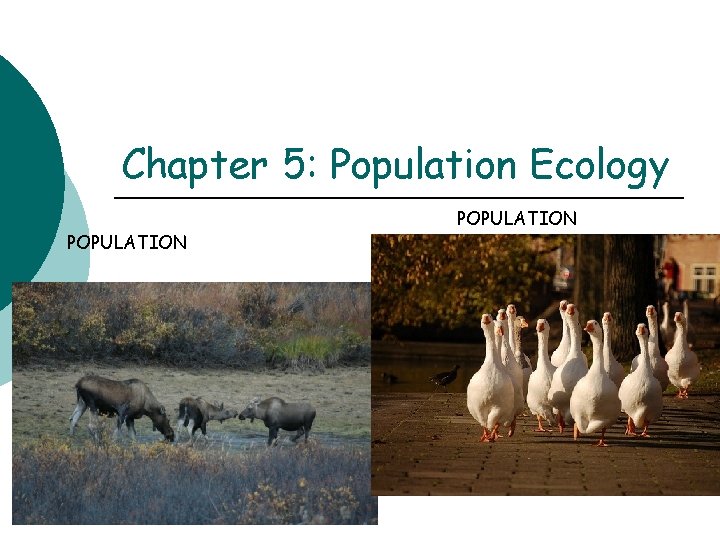 Chapter 5: Population Ecology POPULATION 