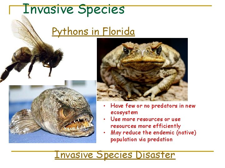 Invasive Species Pythons in Florida • Have few or no predators in new ecosystem
