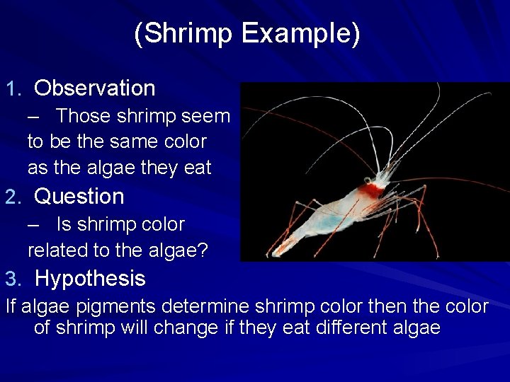 (Shrimp Example) 1. Observation – Those shrimp seem to be the same color as