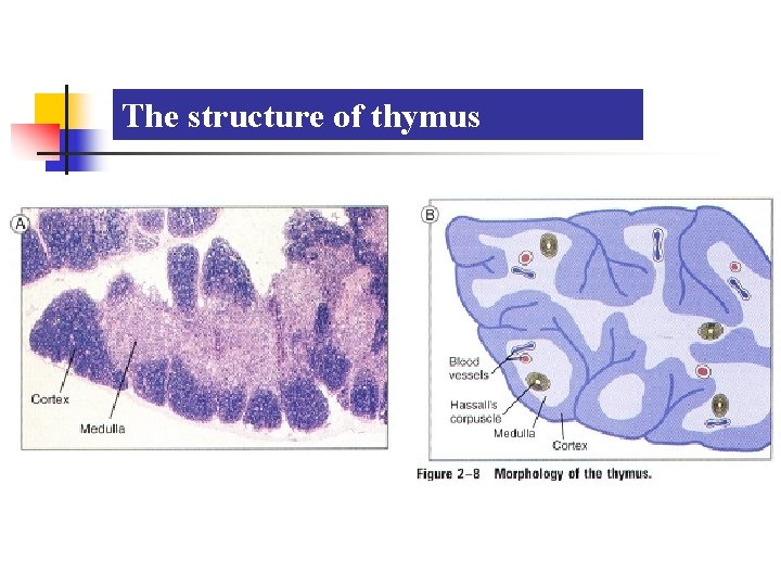The structure of thymus 