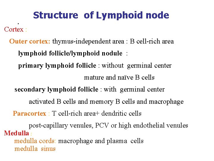 Structure of Lymphoid node Cortex : Outer cortex: thymus-independent area : B cell-rich area