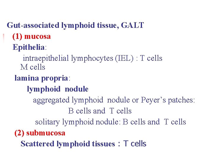 Gut-associated lymphoid tissue, GALT (1) mucosa Epithelia: intraepithelial lymphocytes (IEL) : T cells M