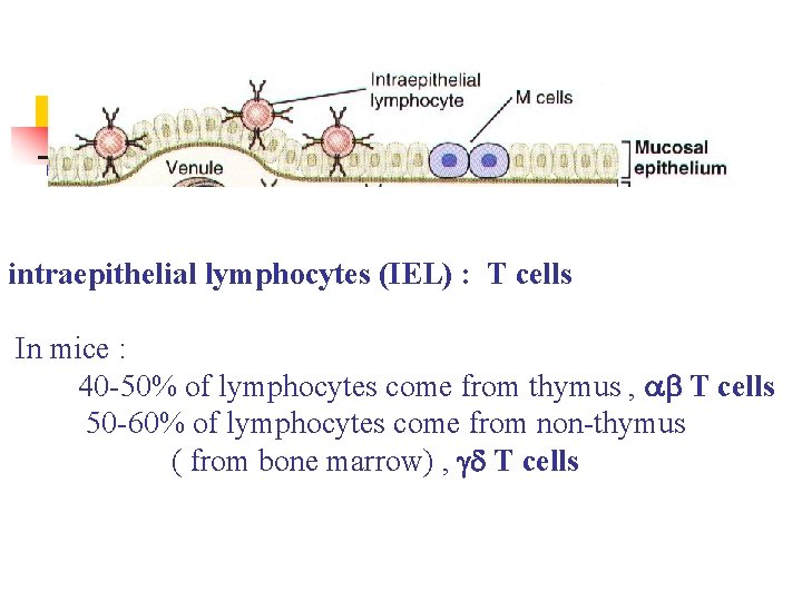 intraepithelial lymphocytes (IEL) : T cells In mice : 40 -50% of lymphocytes come