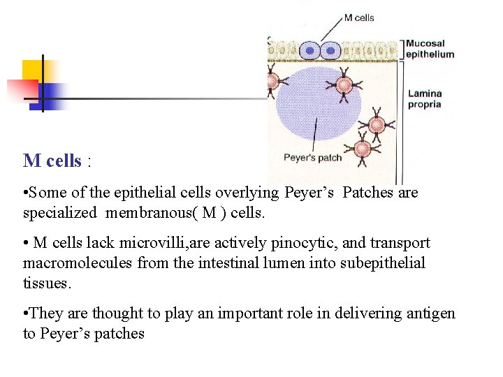 M cells : • Some of the epithelial cells overlying Peyer’s Patches are specialized