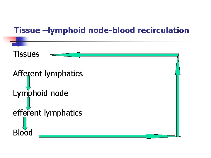 Tissue –lymphoid node-blood recirculation Tissues Afferent lymphatics Lymphoid node efferent lymphatics Blood 