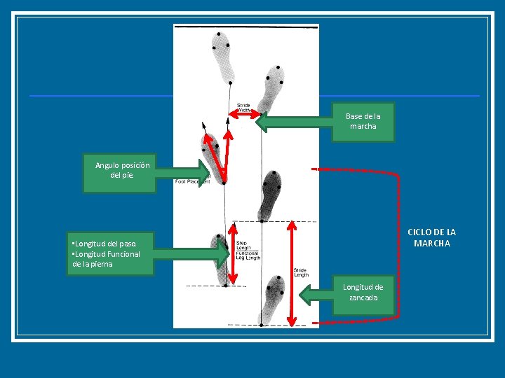Base de la marcha Angulo posición del pie. CICLO DE LA MARCHA • Longitud