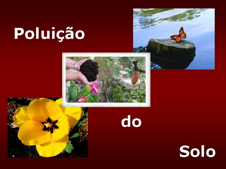 Poluição do Solo Poluição do Solo