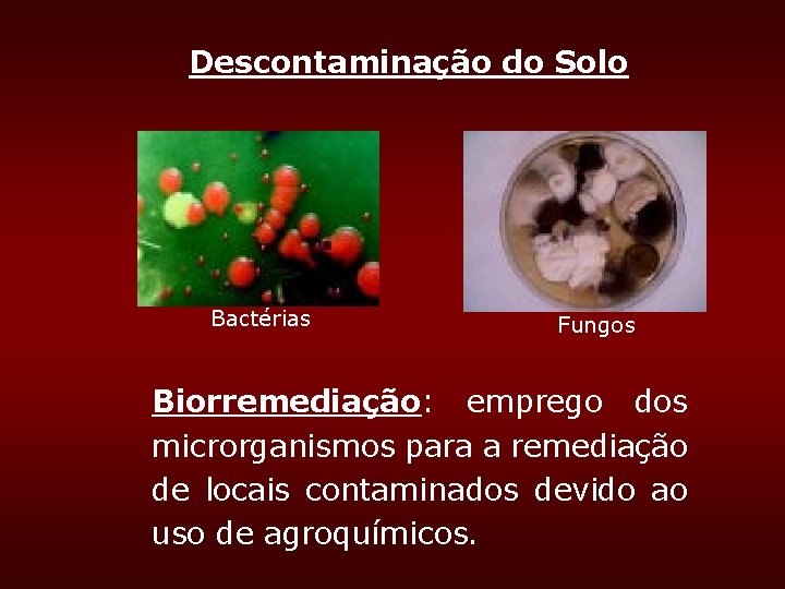 Descontaminação do Solo Bactérias Fungos Biorremediação: emprego dos microrganismos para a remediação de locais Descontaminação do Solo Bactérias Fungos Biorremediação: emprego dos microrganismos para a remediação de locais