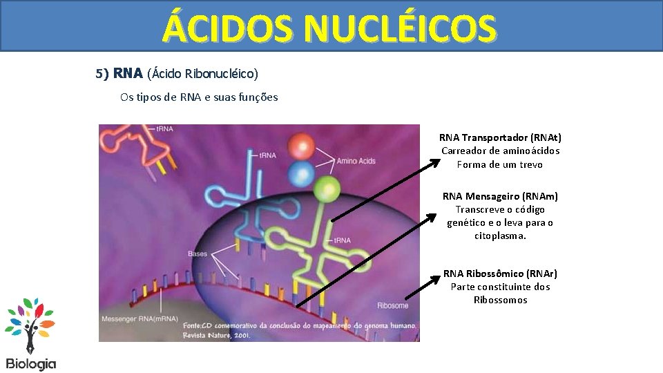 ÁCIDOS NUCLÉICOS 5) RNA (Ácido Ribonucléico) Os tipos de RNA e suas funções RNA