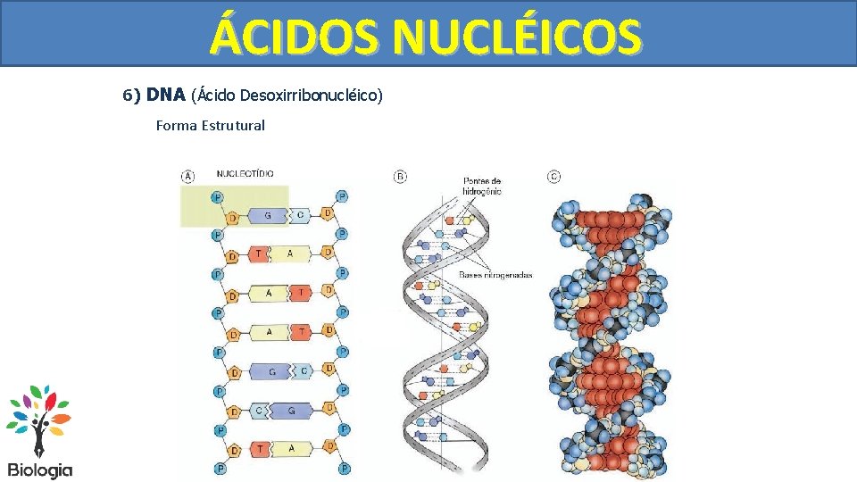 ÁCIDOS NUCLÉICOS 6) DNA (Ácido Desoxirribonucléico) Forma Estrutural 