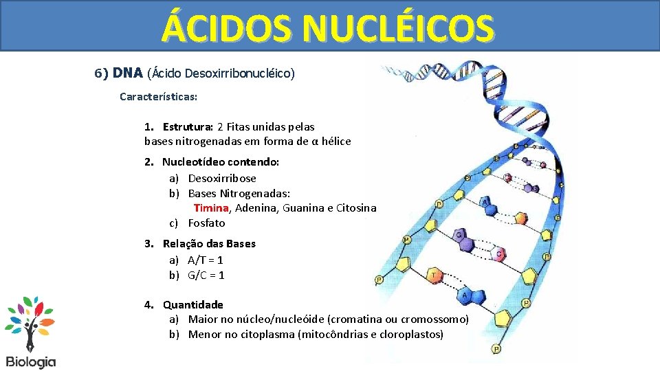 ÁCIDOS NUCLÉICOS 6) DNA (Ácido Desoxirribonucléico) Características: 1. Estrutura: 2 Fitas unidas pelas bases