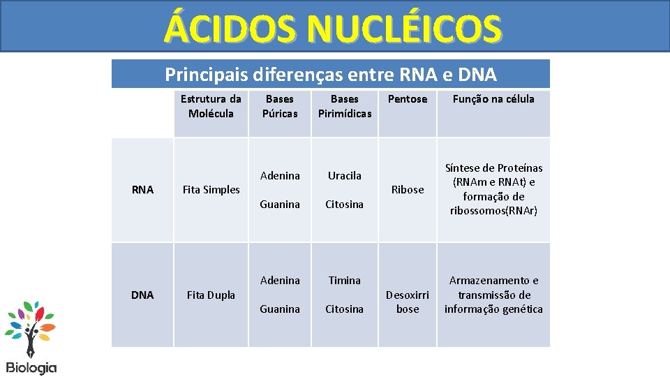 ÁCIDOS NUCLÉICOS Principais diferenças entre RNA e DNA Estrutura da Molécula RNA DNA Fita