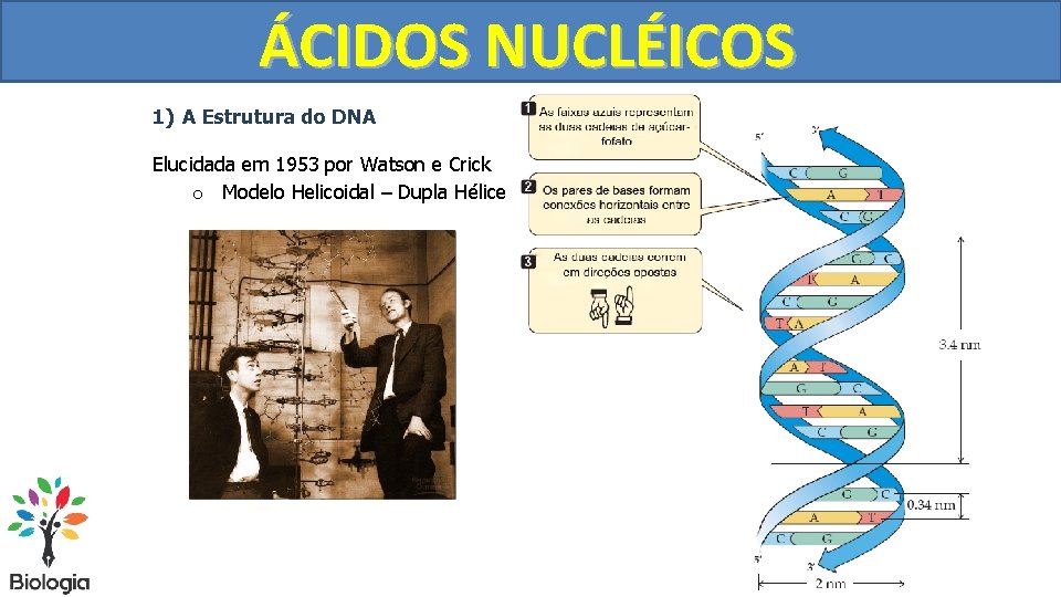 DUPLICAÇÃO ÁCIDOS NUCLÉICOS DO DNA 1) A Estrutura do DNA Elucidada em 1953 por