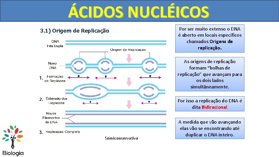 DUPLICAÇÃO ÁCIDOS NUCLÉICOS DO DNA 3. 1) Origem de Replicação Por ser muito extenso