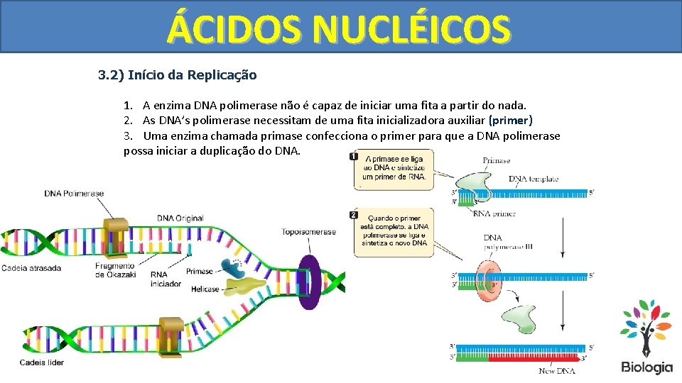 DUPLICAÇÃO ÁCIDOS NUCLÉICOS DO DNA 3. 2) Início da Replicação 1. A enzima DNA