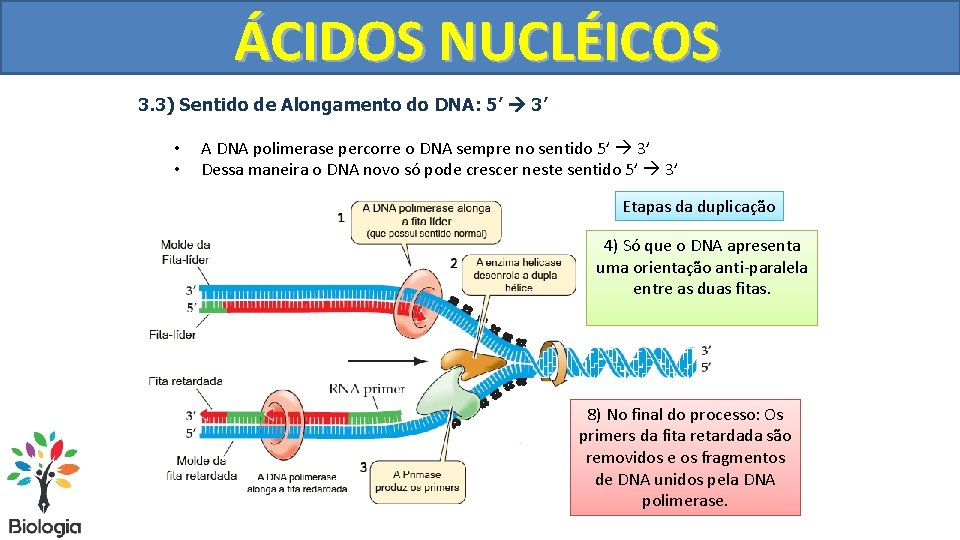 DUPLICAÇÃO ÁCIDOS NUCLÉICOS DO DNA 3. 3) Sentido de Alongamento do DNA: 5’ 3’