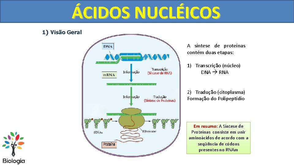 SÍNTESE ÁCIDOSDENUCLÉICOS PROTEÍNAS 1) Visão Geral A síntese de proteínas contém duas etapas: 1)