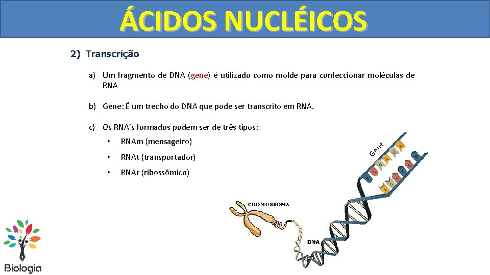 SÍNTESE ÁCIDOSDENUCLÉICOS PROTEÍNAS 2) Transcrição a) Um fragmento de DNA (gene) é utilizado como