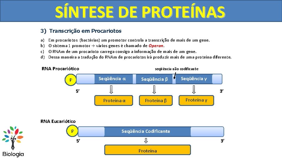 SÍNTESE DE PROTEÍNAS 3) Transcrição em Procariotos a) b) c) d) Em procariotos (bactérias)