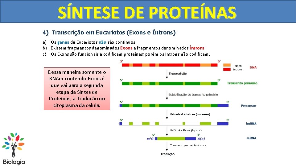 SÍNTESE DE PROTEÍNAS 4) Transcrição em Eucariotos (Exons e Íntrons) a) Os genes de