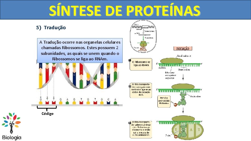 SÍNTESE DE PROTEÍNAS 5) Tradução ADessa Cada Na Lembre-se Tradução AOs Tradução Tabela 3
