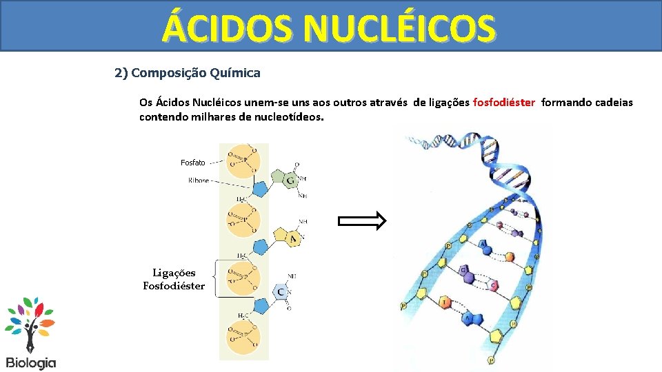 ÁCIDOS NUCLÉICOS 2) Composição Química Os Ácidos Nucléicos unem-se uns aos outros através de