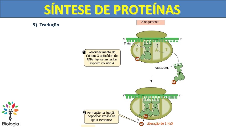 SÍNTESE DE PROTEÍNAS 5) Tradução 