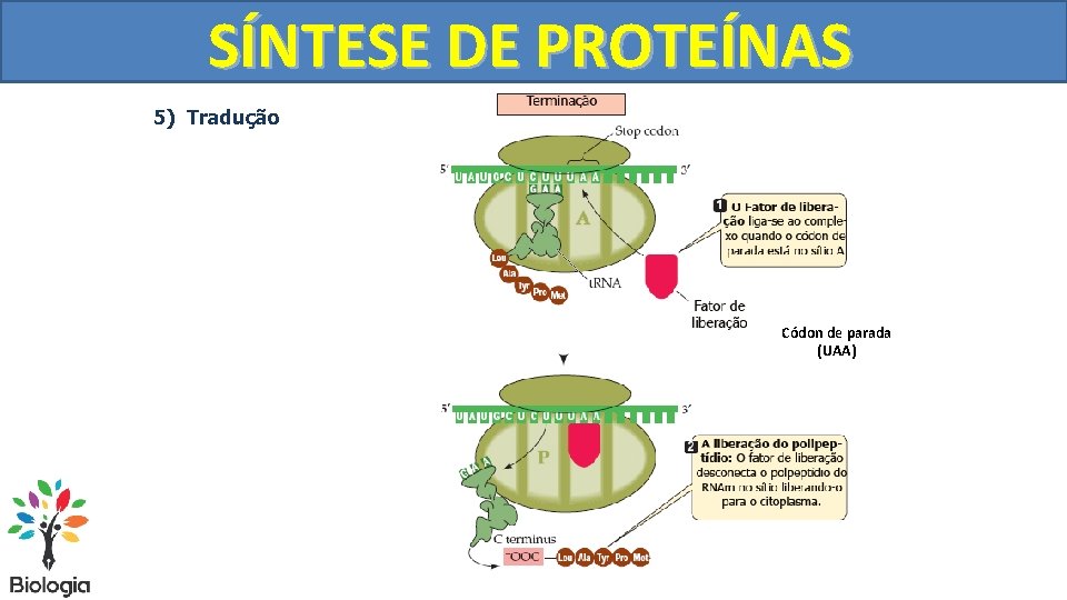 SÍNTESE DE PROTEÍNAS 5) Tradução Códon de parada (UAA) 