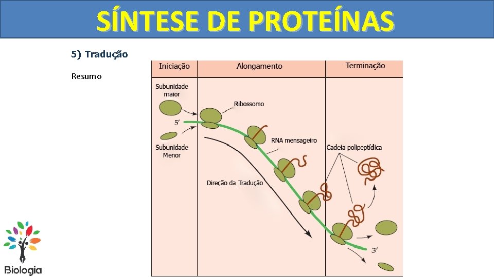 SÍNTESE DE PROTEÍNAS 5) Tradução Resumo 