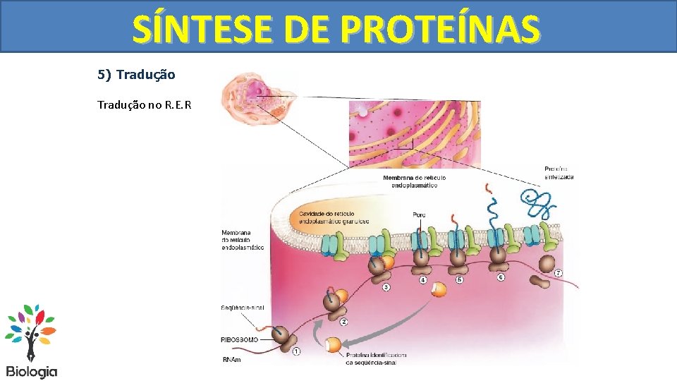 SÍNTESE DE PROTEÍNAS 5) Tradução no R. E. R 